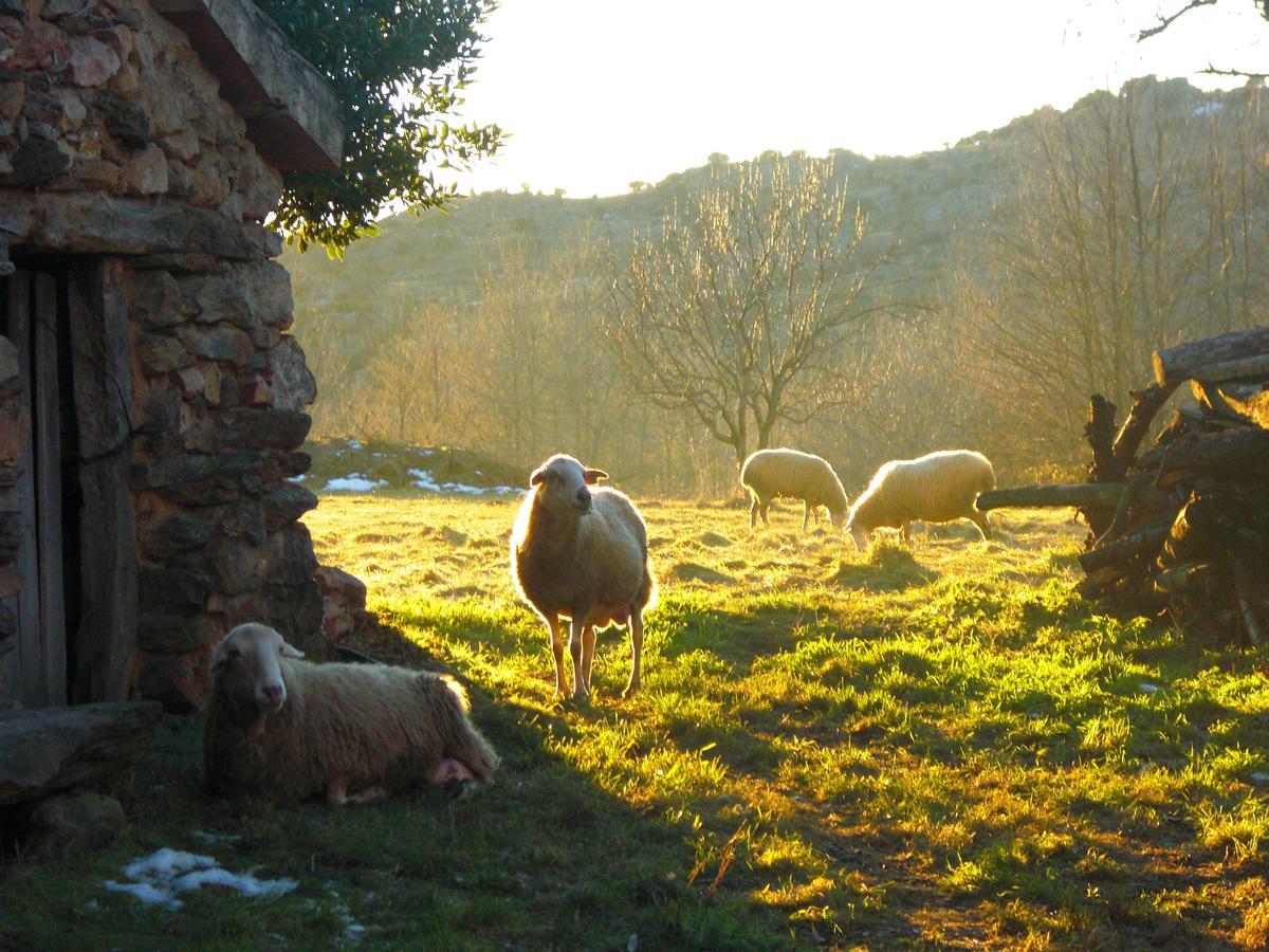 Al Viento, Alojamiento & Turismo Rural Pradena Del Rincon Luaran gambar